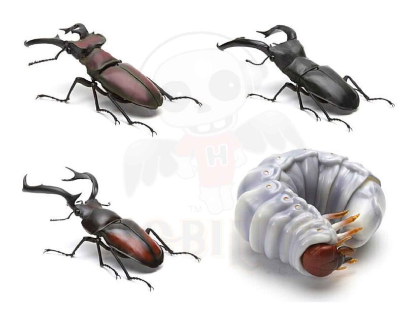 Stag Beetle Vol 2 Kuwagata